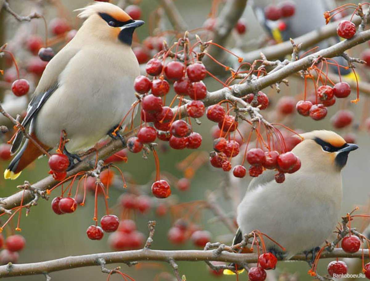 Свиристель зимующая птица
