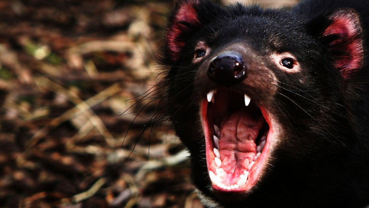 Тасманский дьявол животное