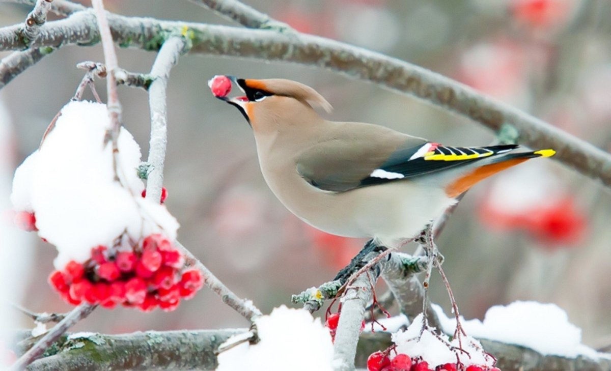 Свиристель зимующая