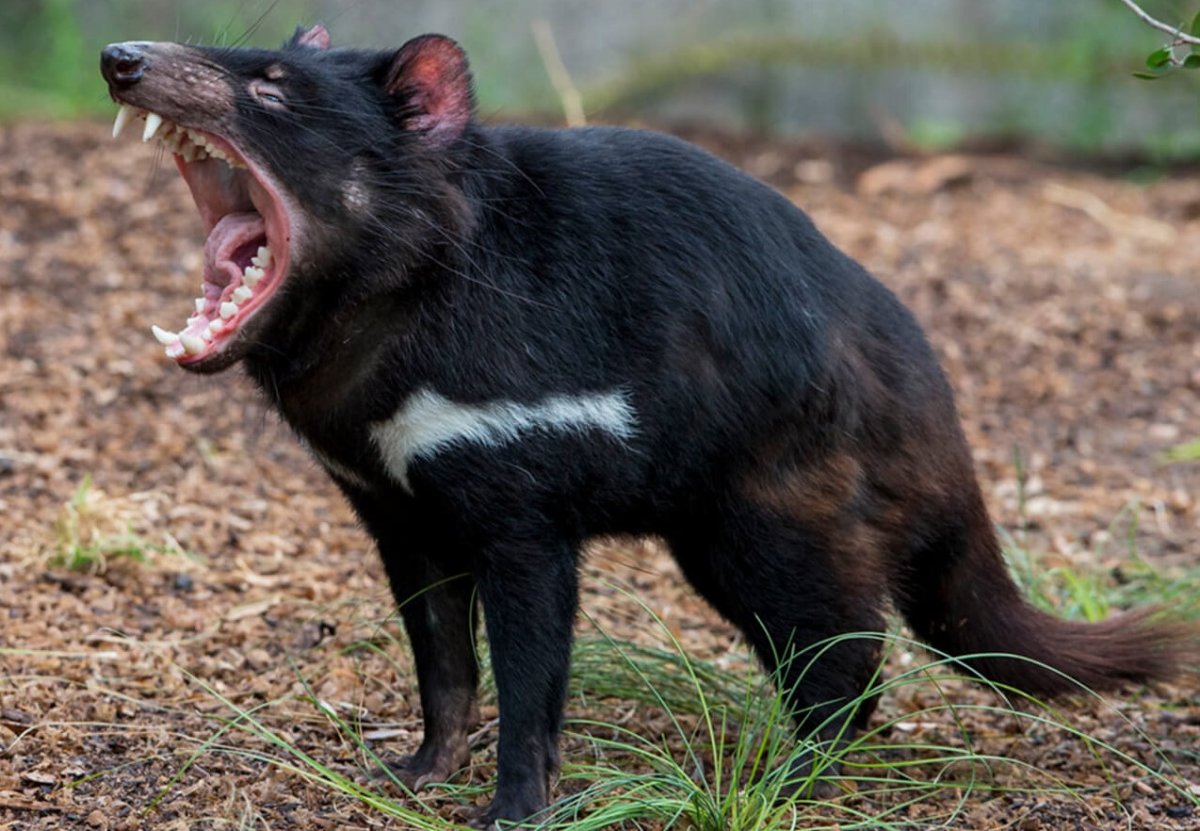 Тасманский дьявол Лиана