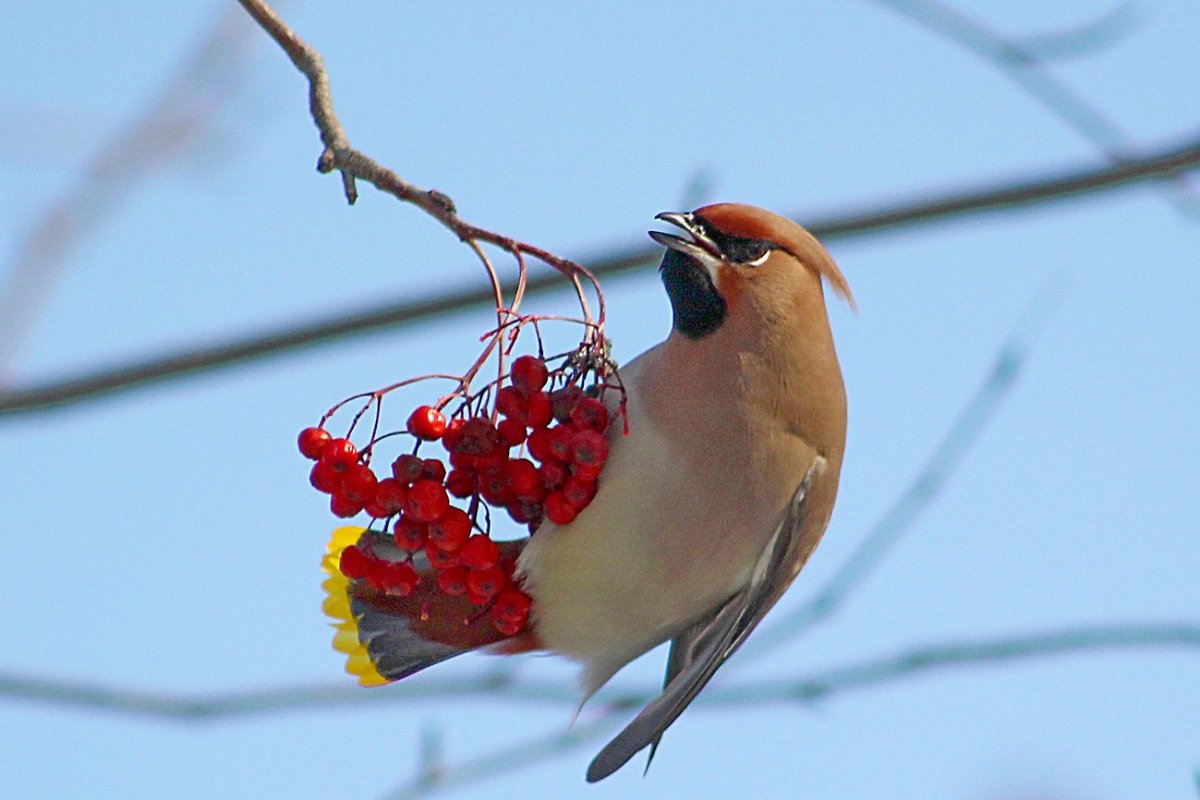 Дрозд свиристель Крымский