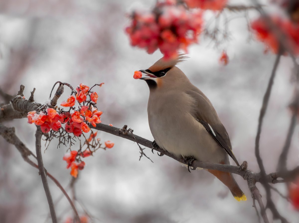 Свиристель птица зимой