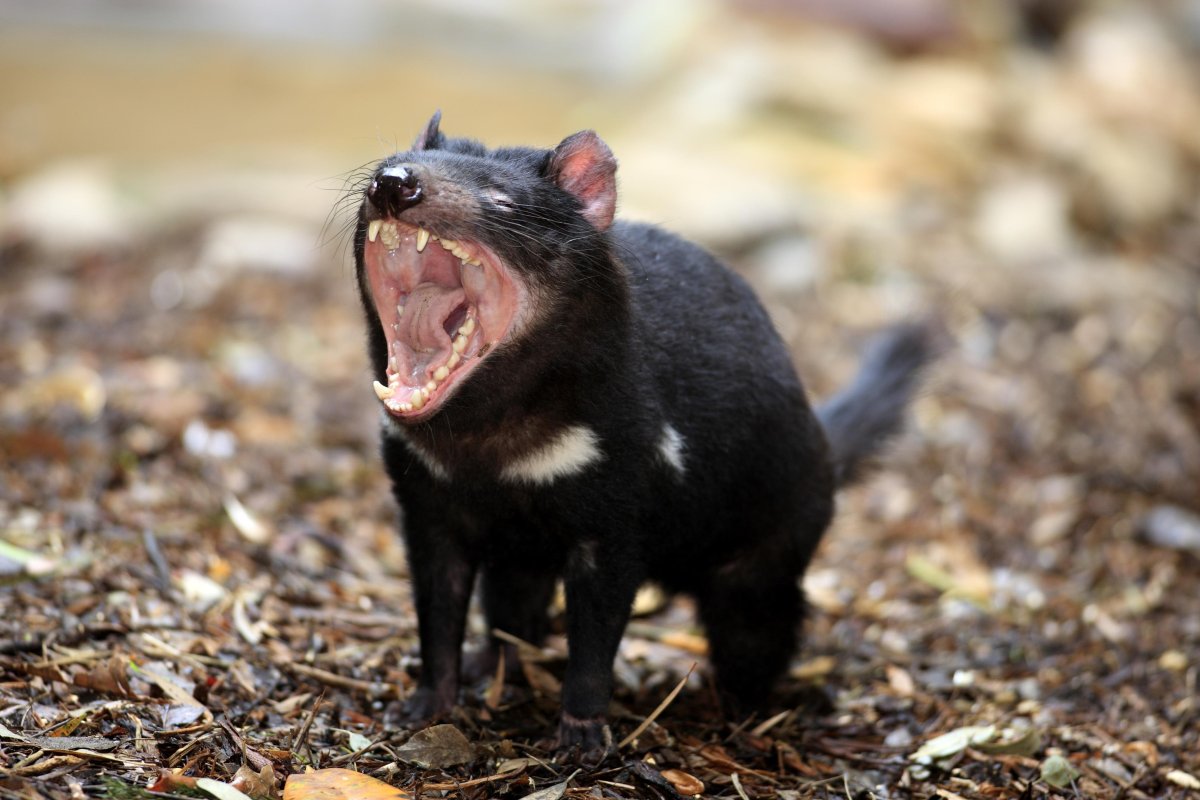 Тасманский дьявол в Австралии