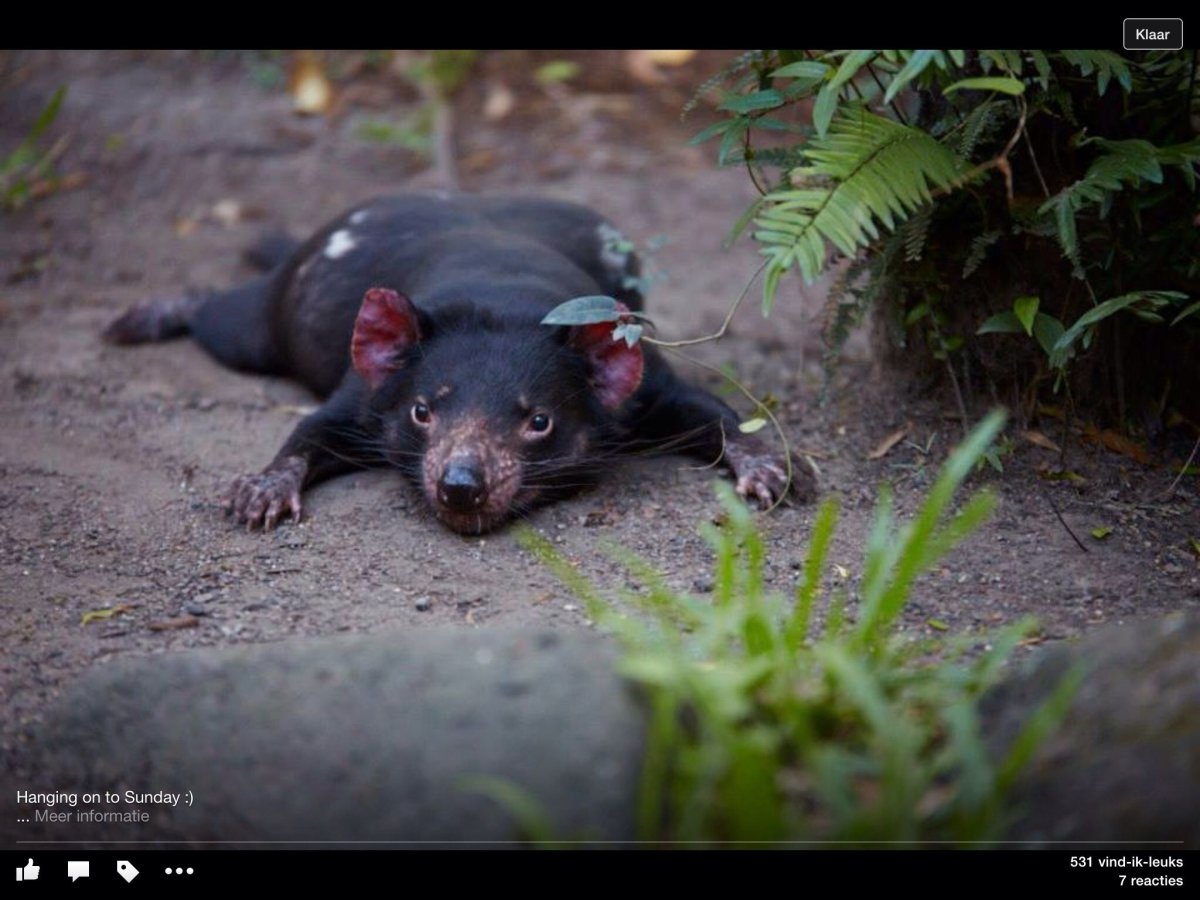 Тасманийский дьявол