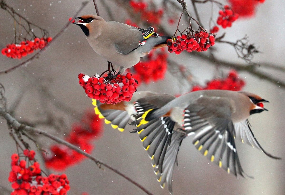 Свиристель на рябине