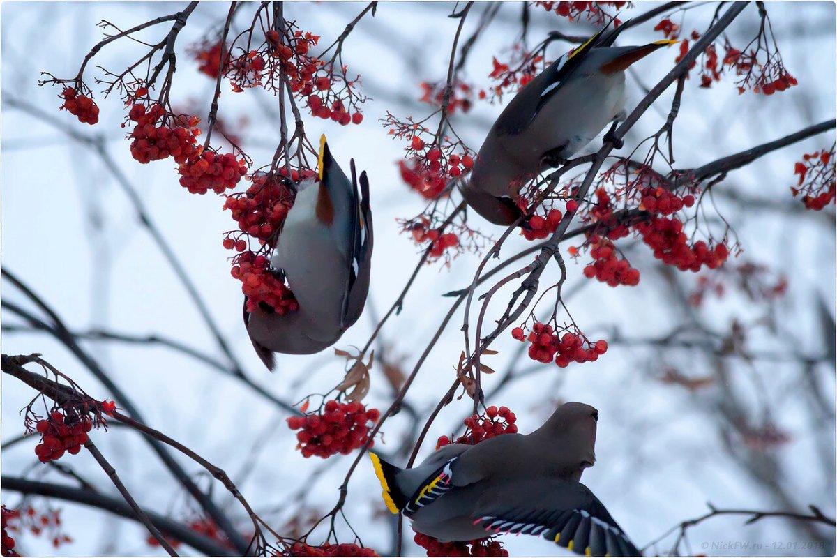 Стая свиристелей на рябине