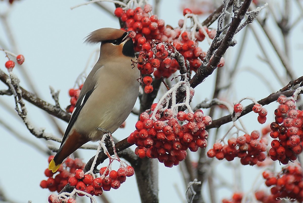 Клест свиристель