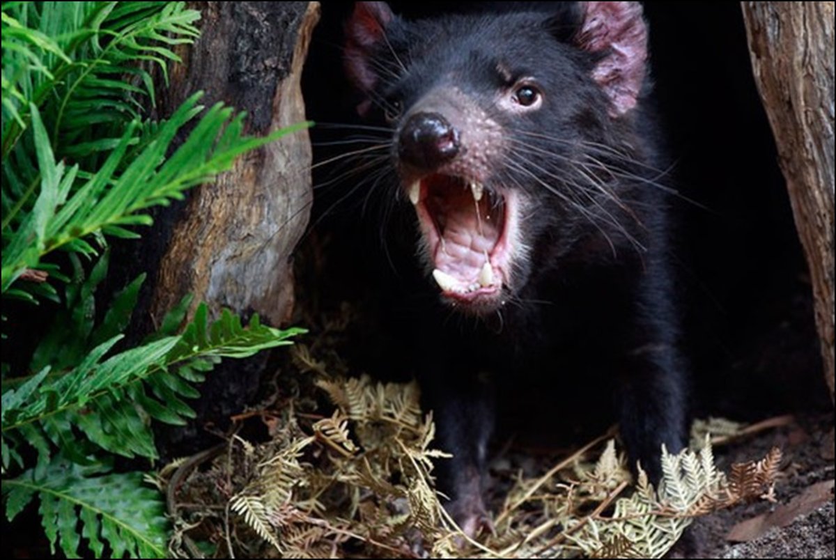 Сумчатый дьявол в Австралии