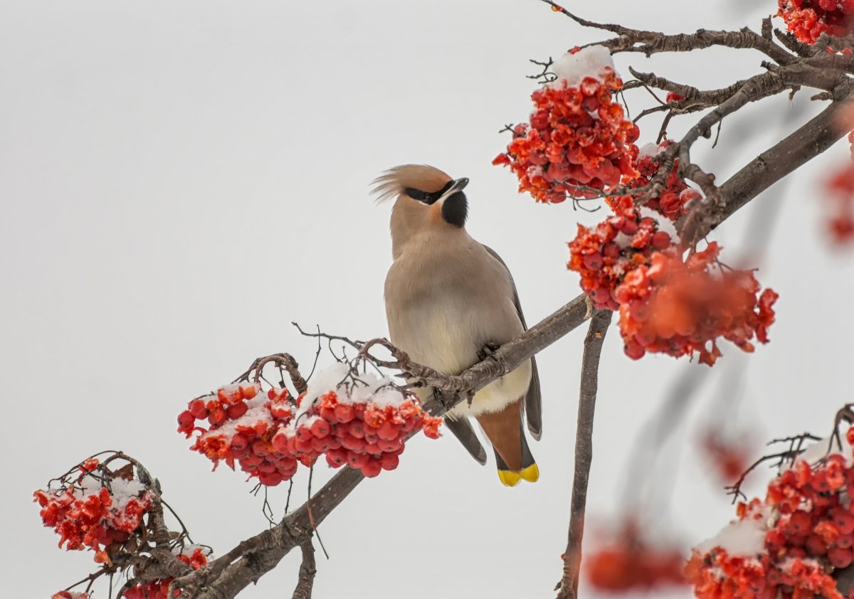Свиристель на рябине