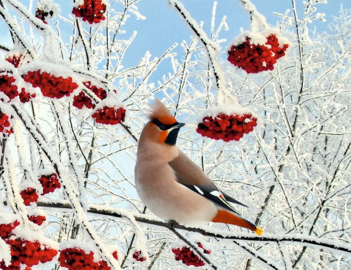 Свиристель и Снегирь