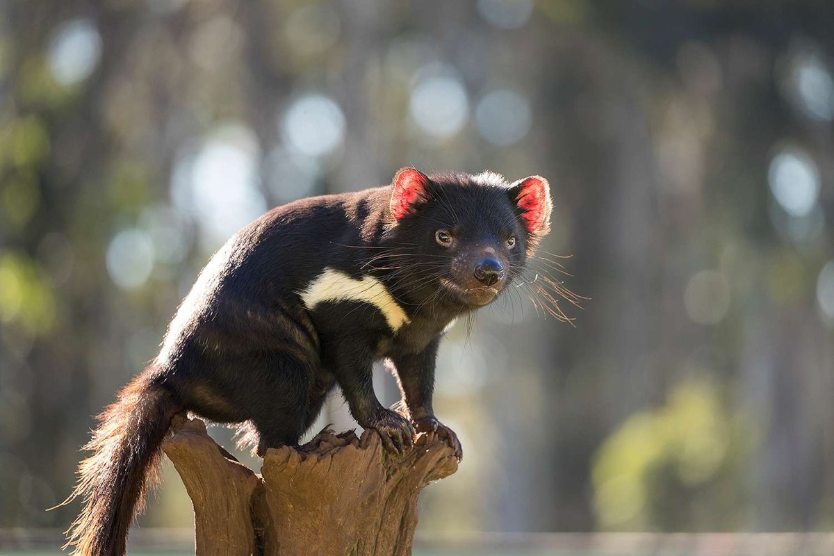 Тасманский дьявол Луни Тюнз