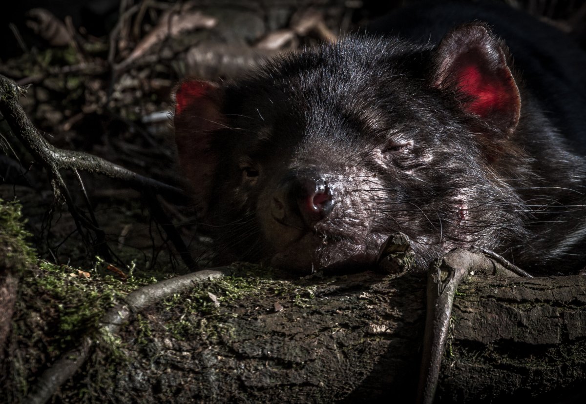 Тасманский дьявол хищник