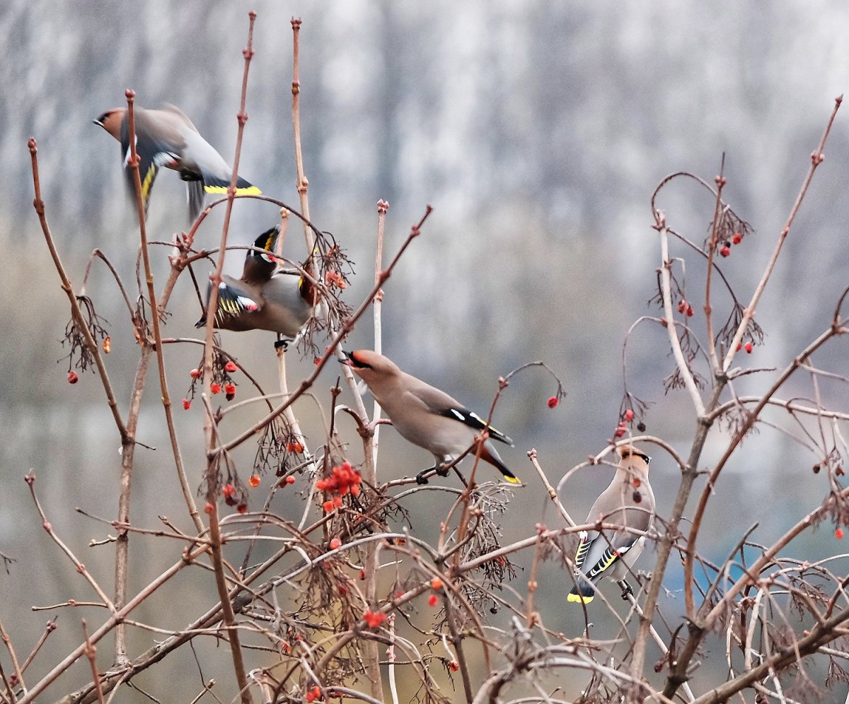 Поздняя осень свиристели