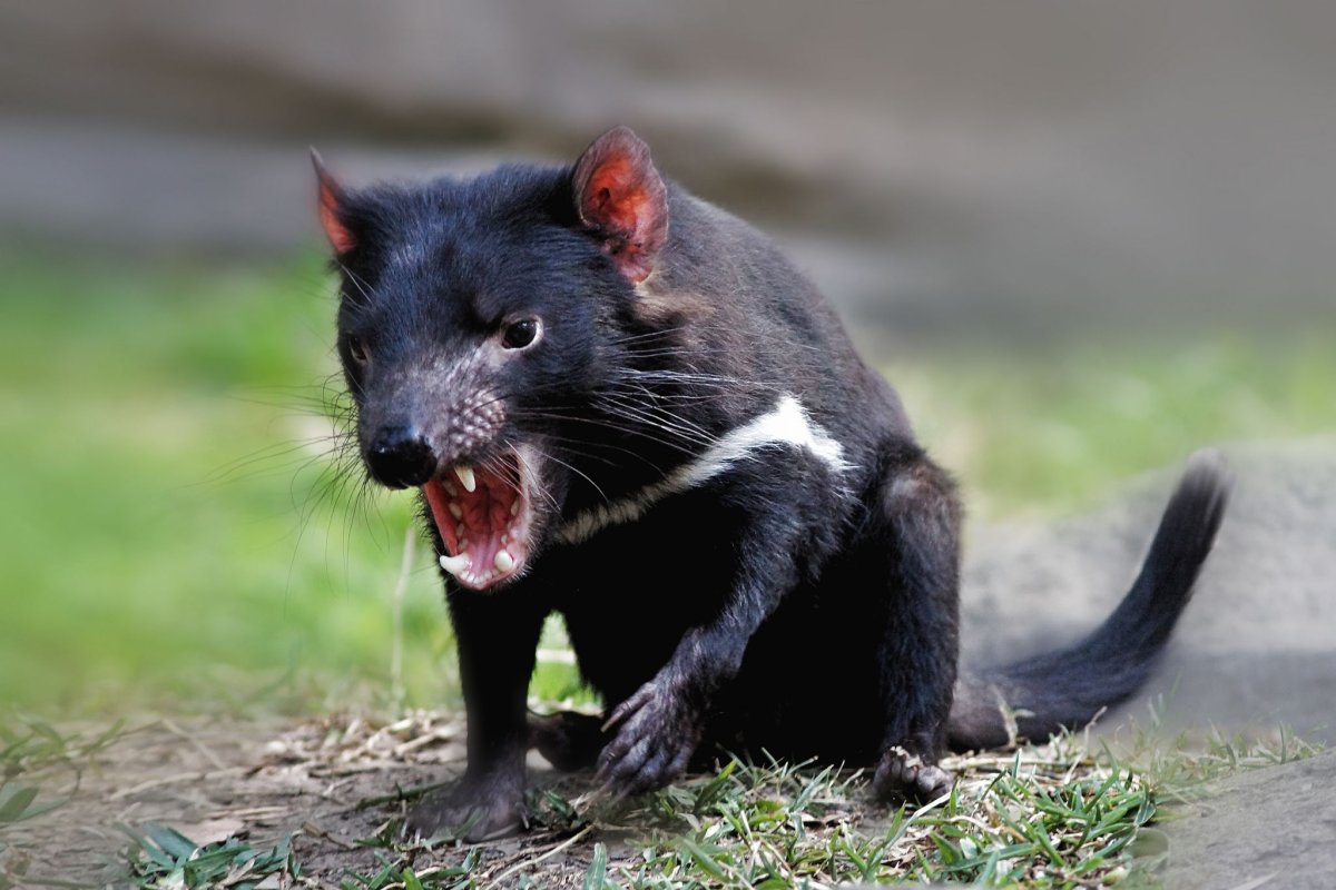 Тасманийский дьявол самка
