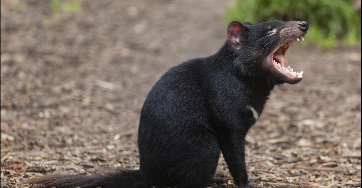 Тасманийский сумчатый дьявол