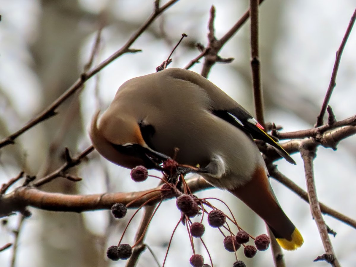 Птица налетает