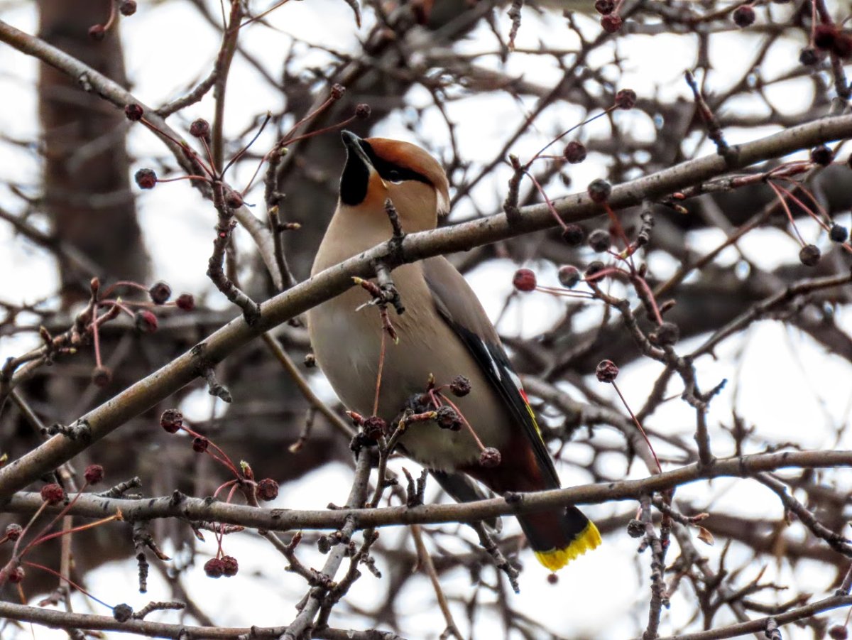 Клест свиристель