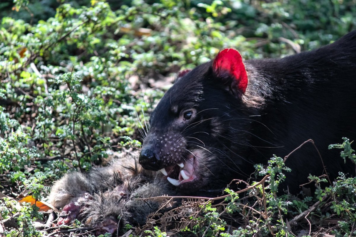 Тасманийский дьявол злой