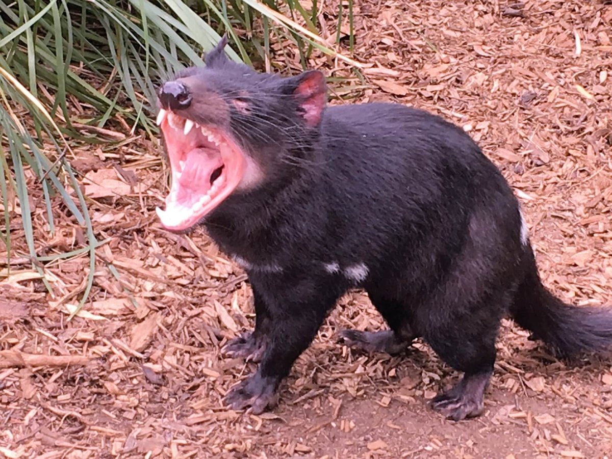 Тасманский дьявол злой