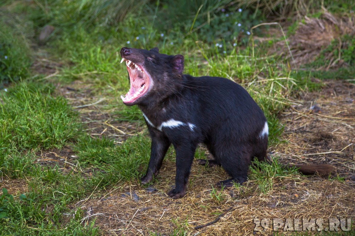 Тасманский дьявол Бакс бани