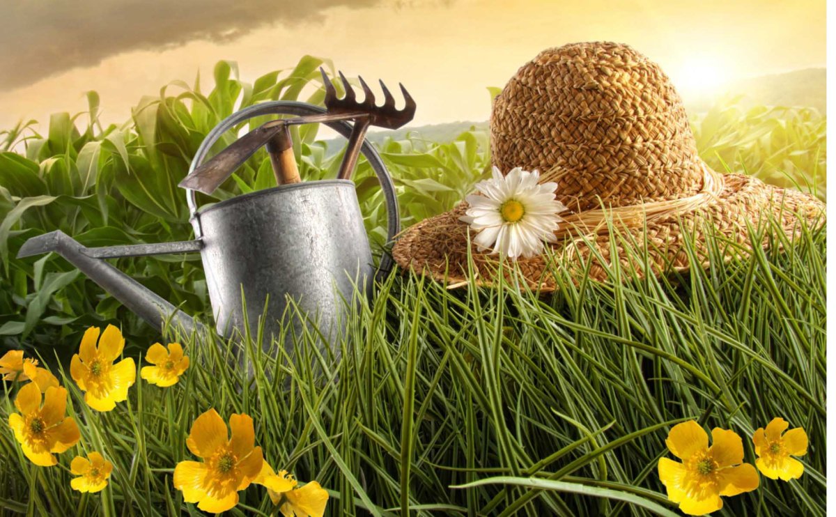 Сад и огород заставка