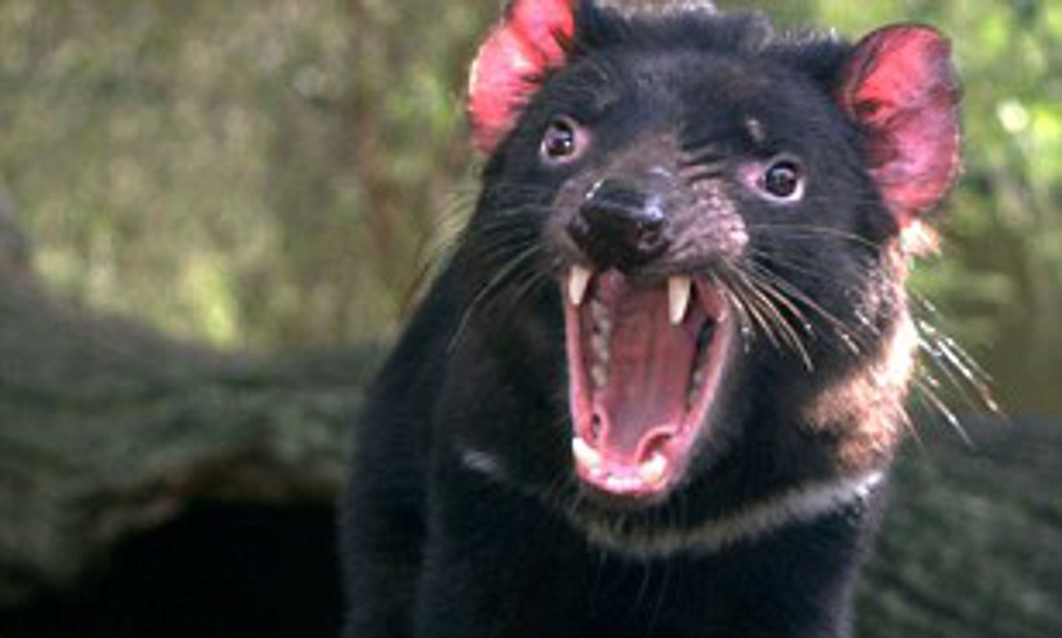 Тасманский дьявол мультфильм