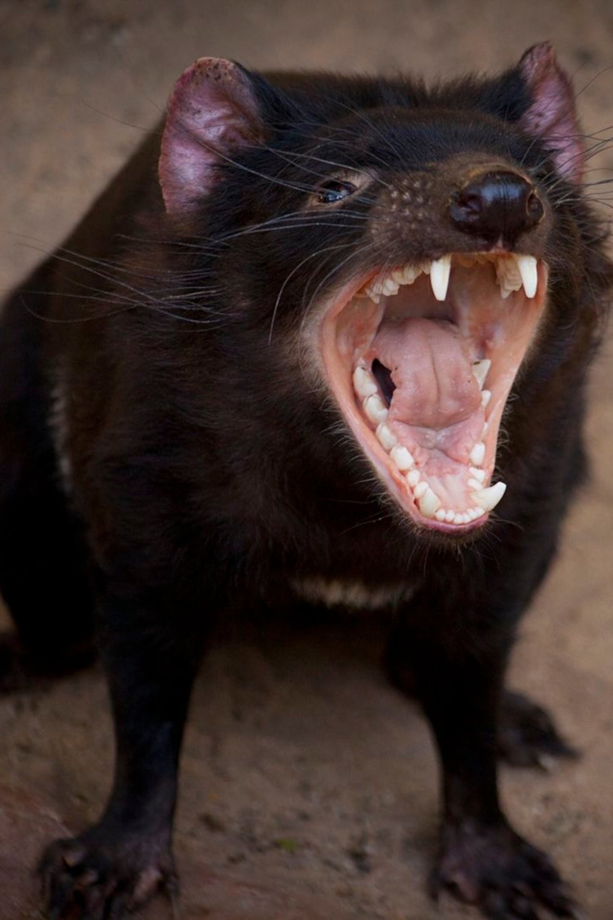 Тасманийский дьявол охотится