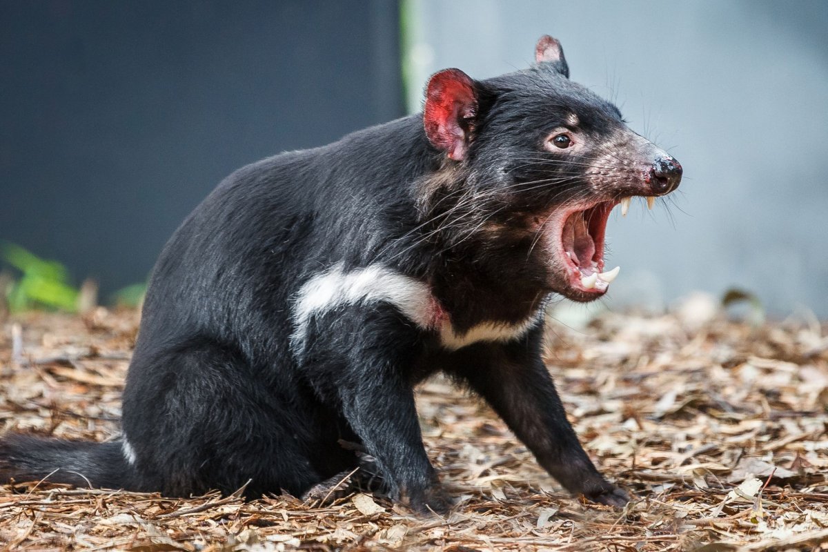 Тасманский и Тасманийский дьявол