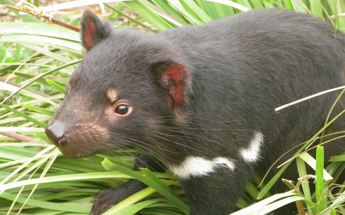 Тасманский дьявол актеры