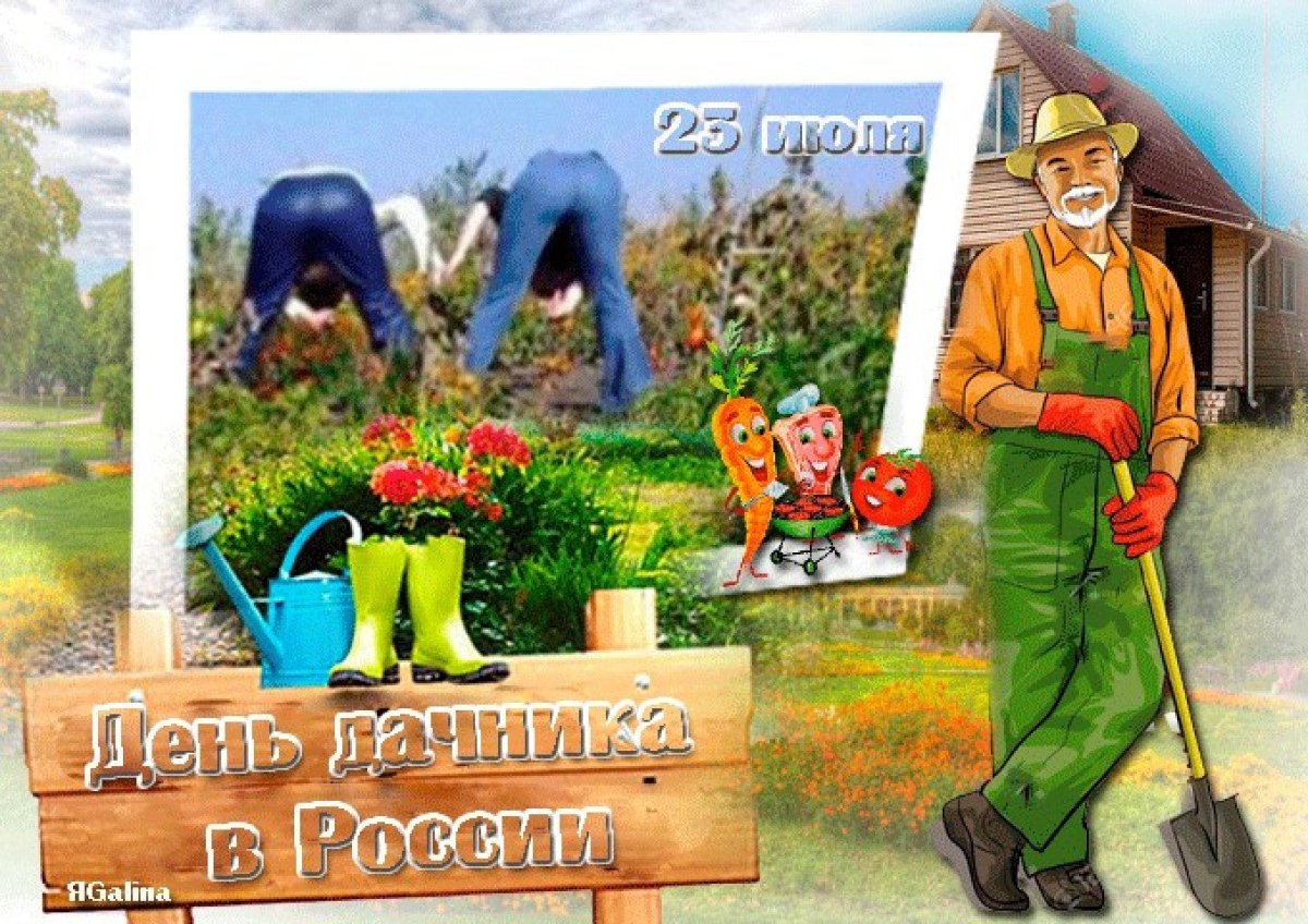 Летние цветы на даче