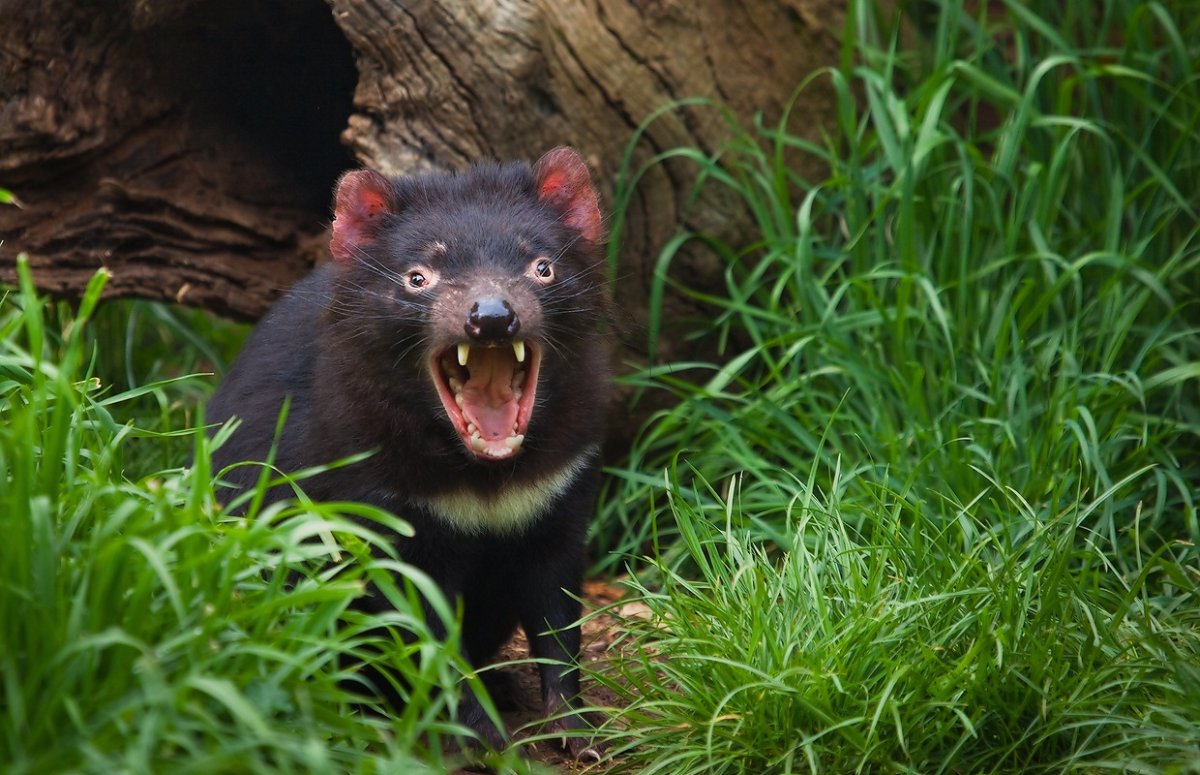 Тасманский дьявол собака