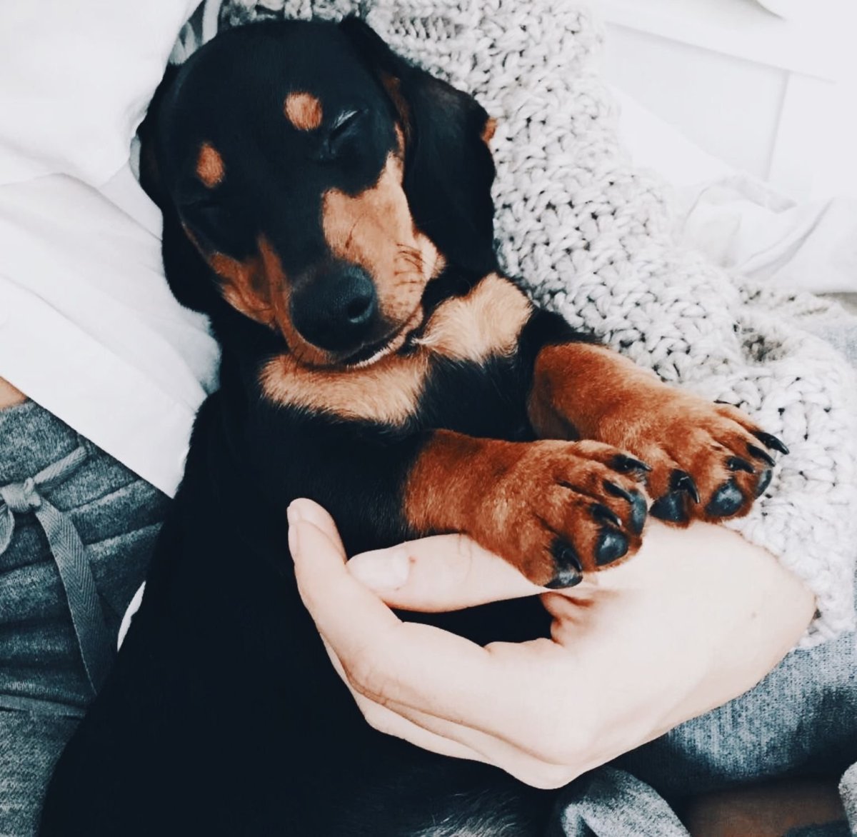 Собаки для инстаграмма