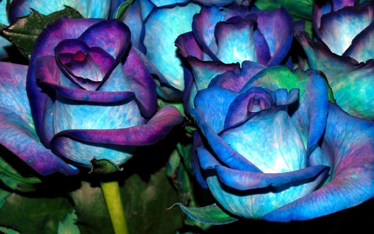 Роза Блю Мэджик