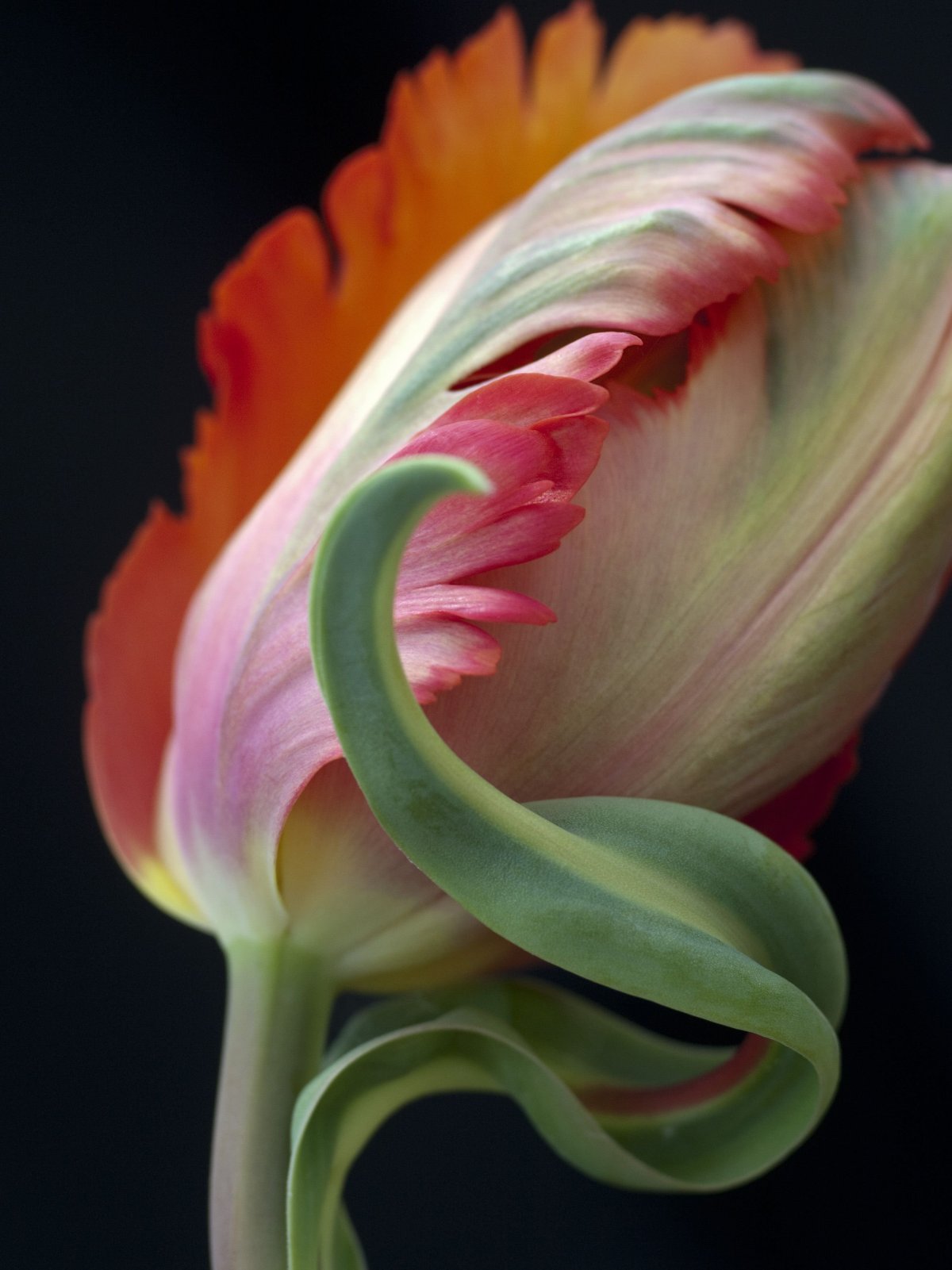 Цветы красивые необычные