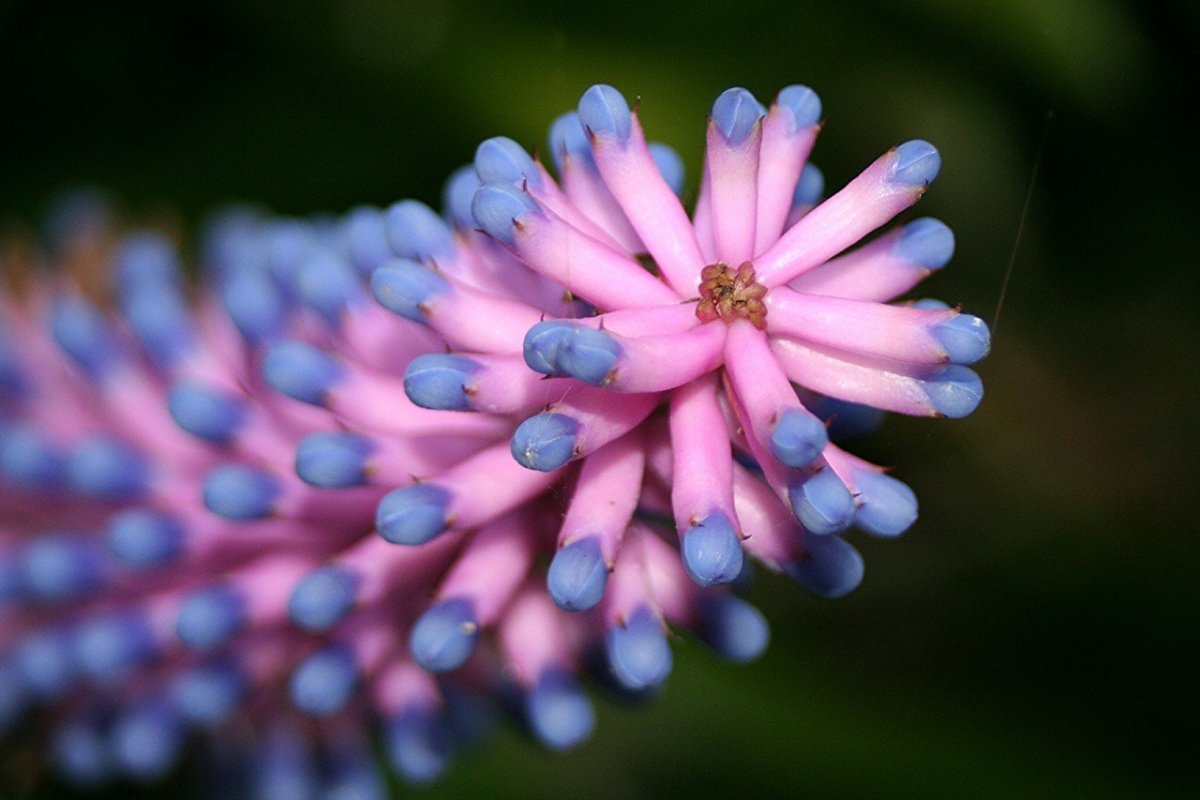 Необычные красивые растения