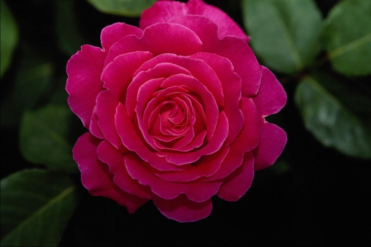 Самые красивые цветы в мире