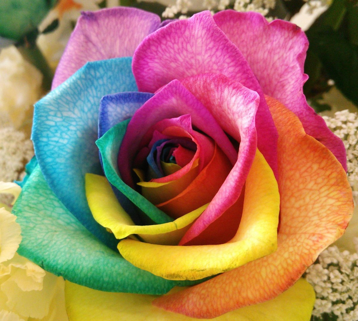 Радужные розы