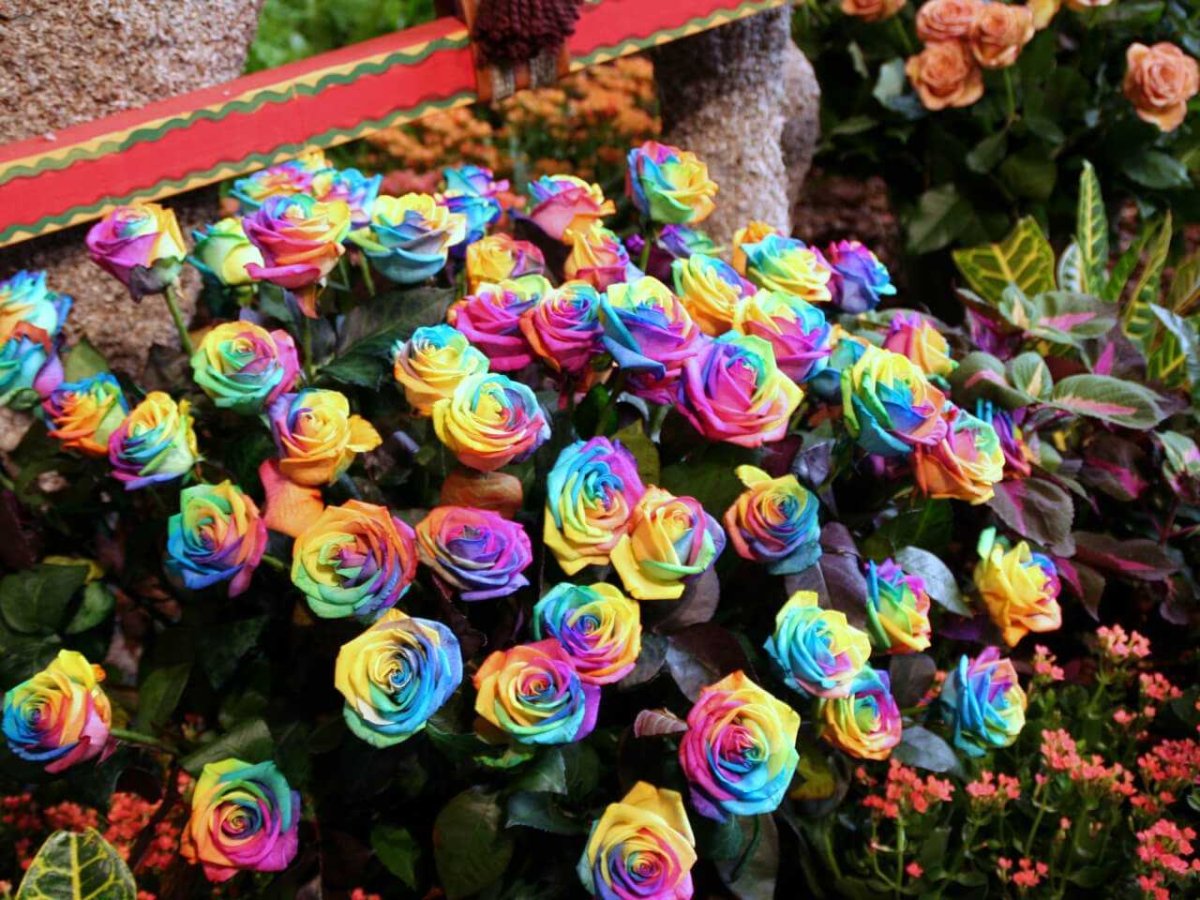 Цветная роза клумбовая