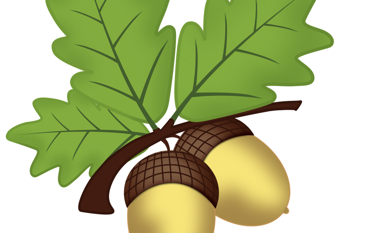 Желудь для детей