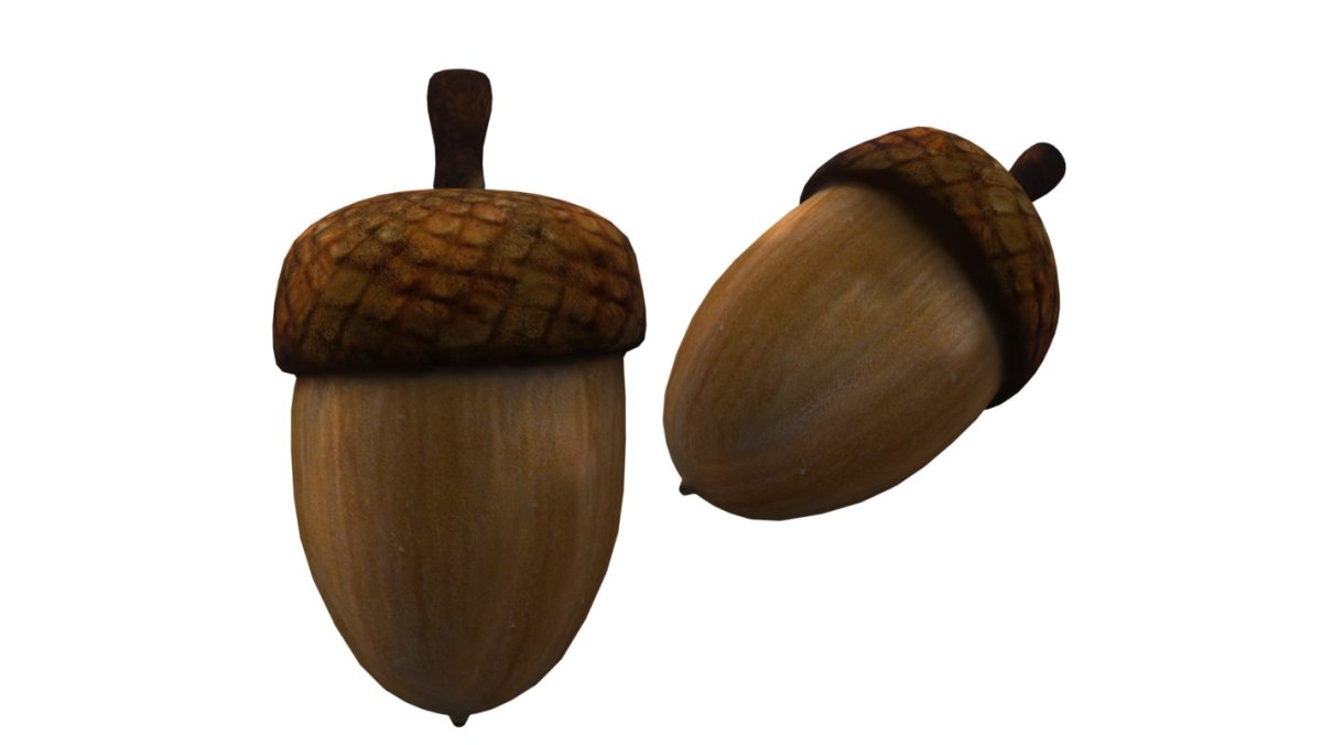 3d модель Acorn