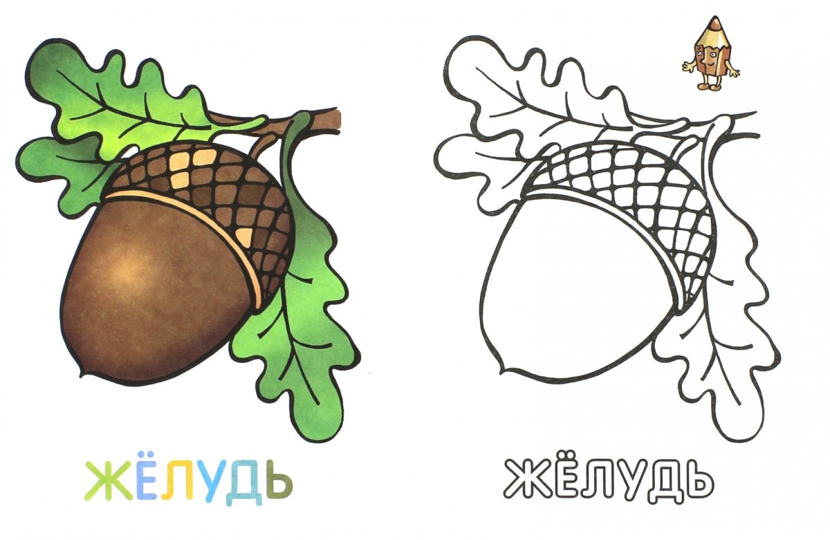 Желудь трафарет