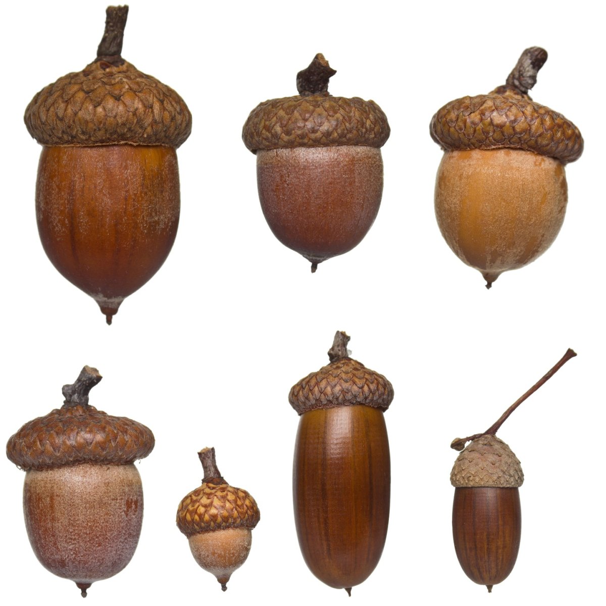 Желуди разных видов