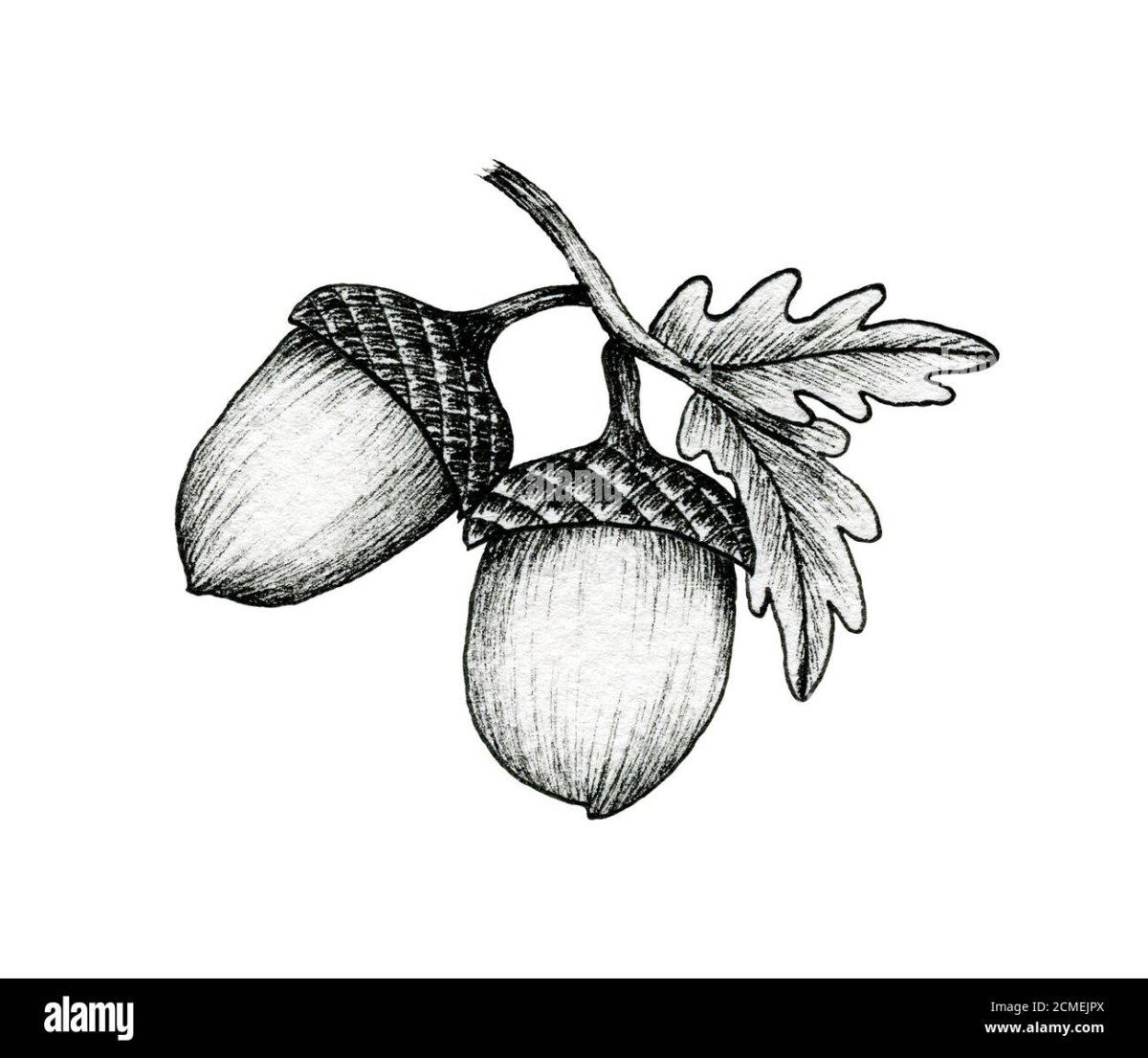 Жёлудь картинка для детей