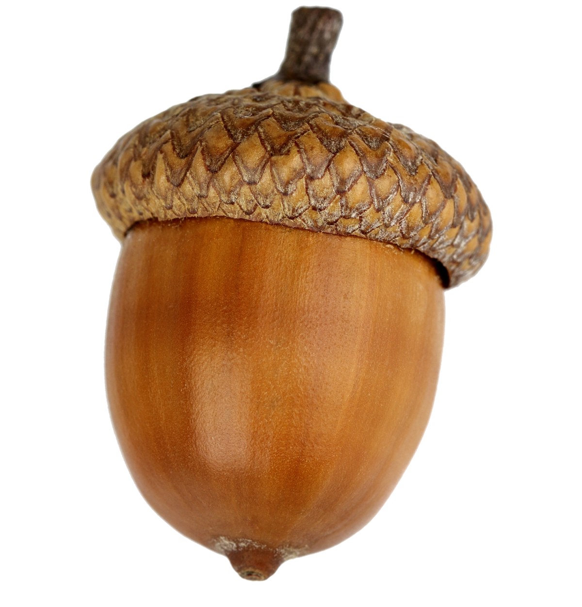 Желудь на белом фоне