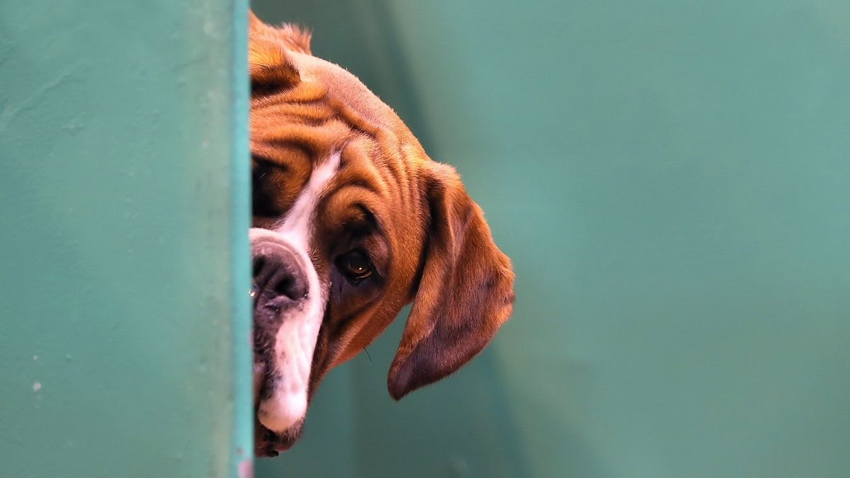 Собака выглядывает