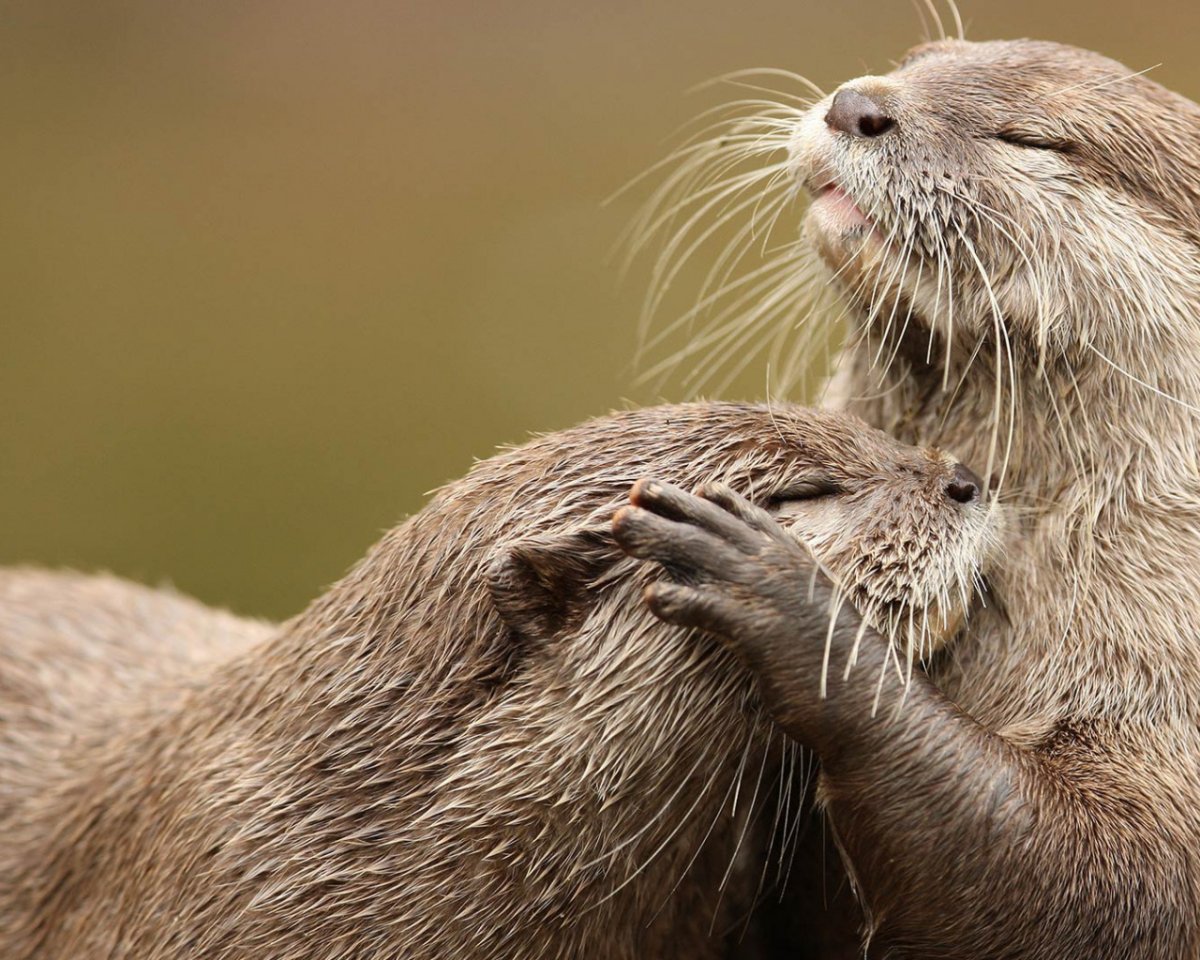 Милые мультяшные выдры