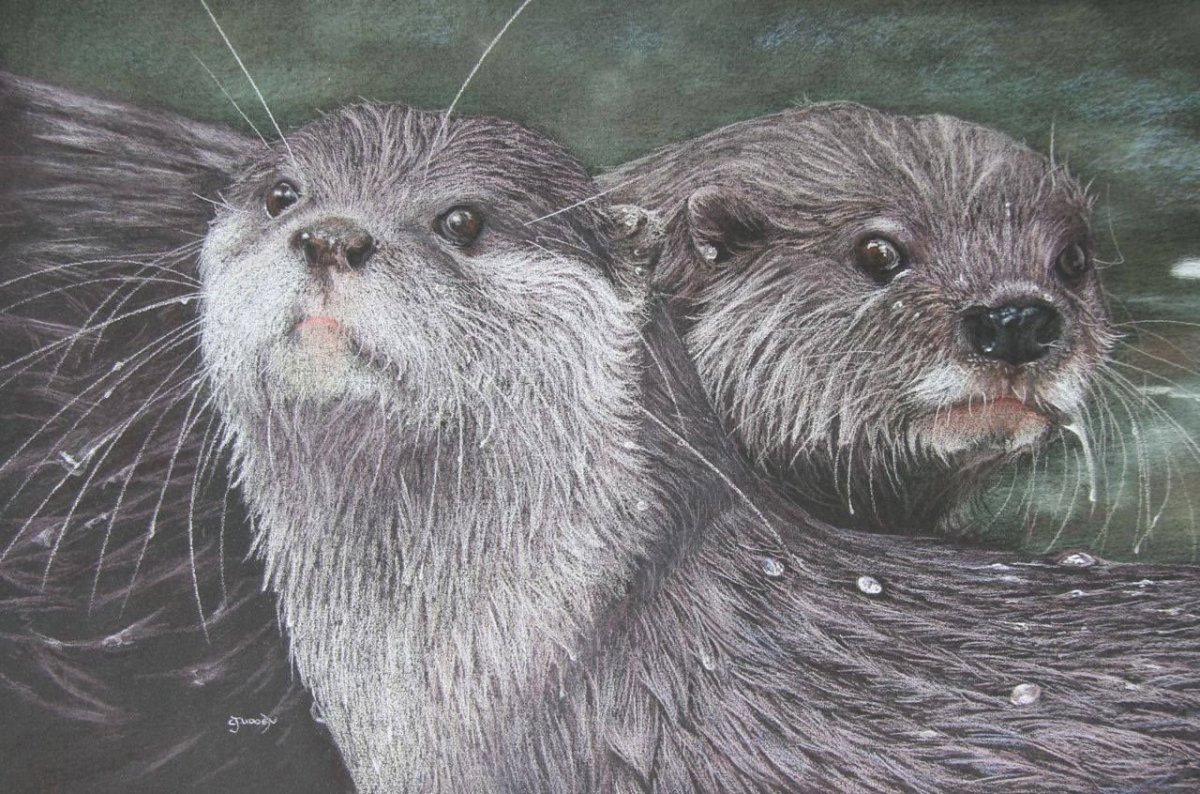 Семья выдр рисунок