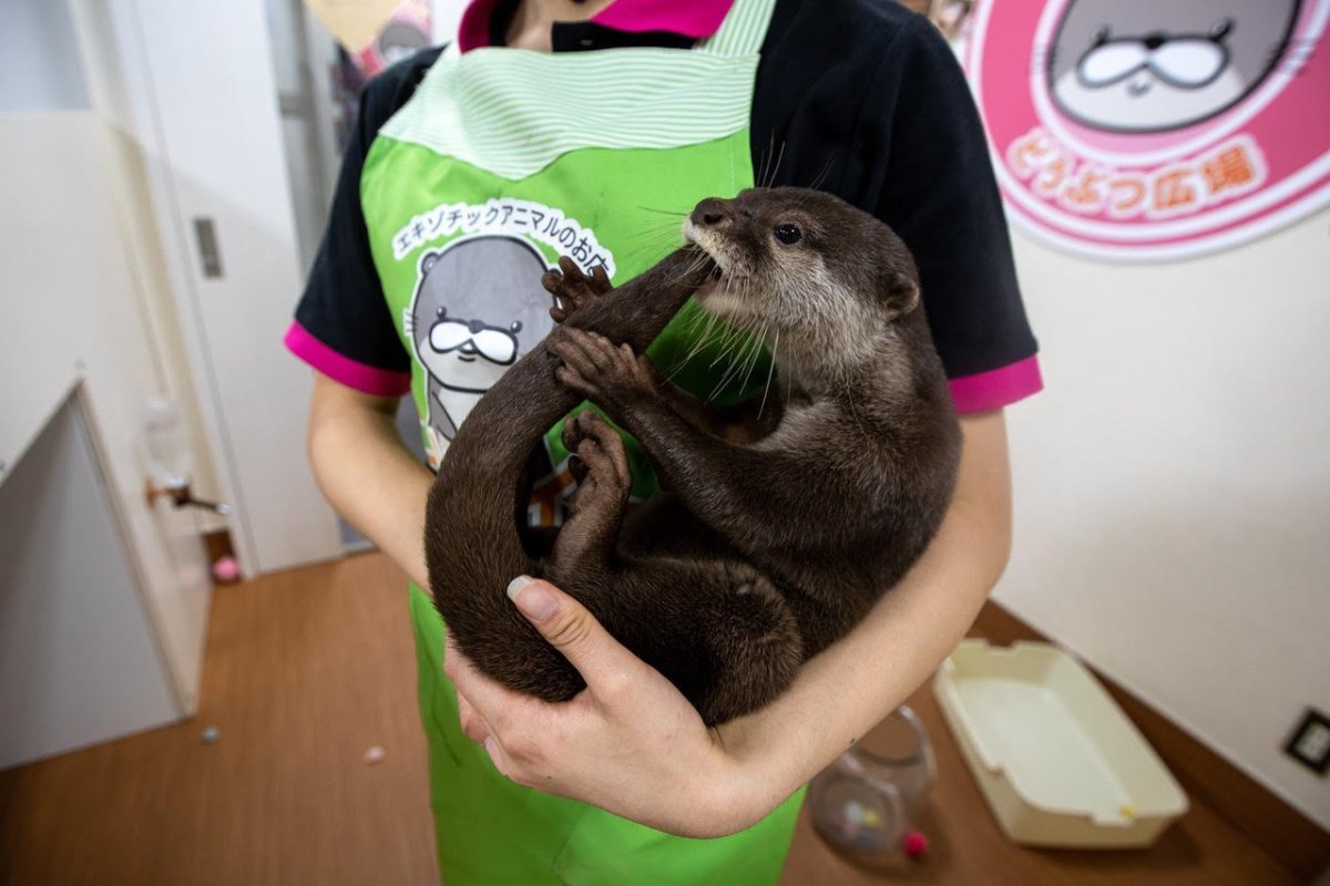 Выдра картинка для детей на прозрачном фоне