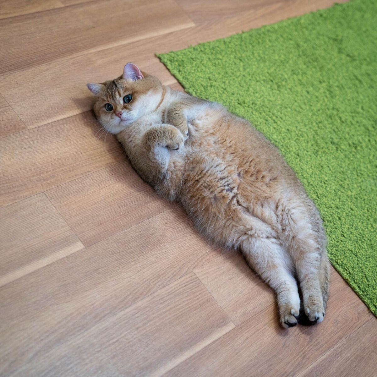 Скоттиш страйт Хосико