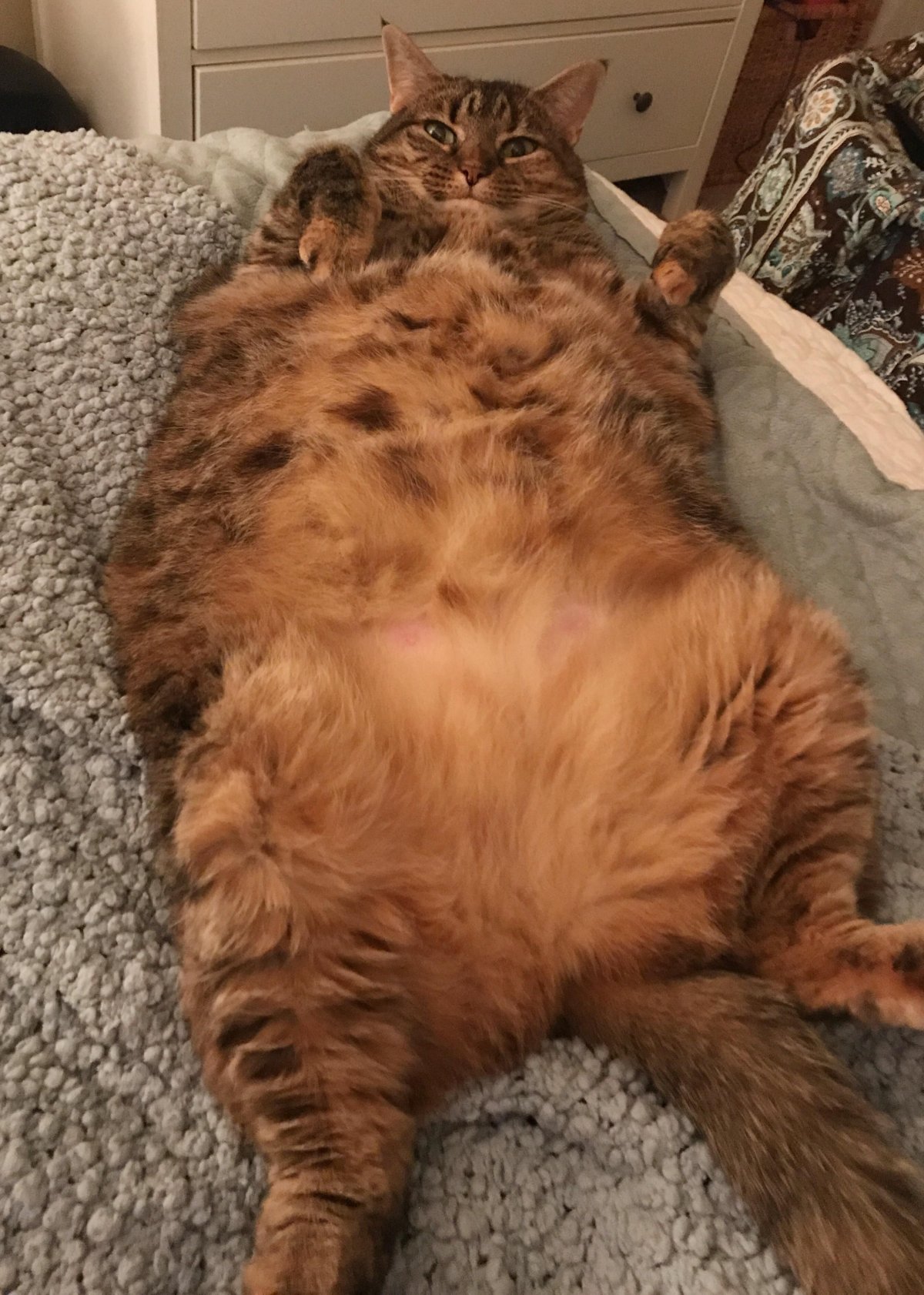 Толстые котики